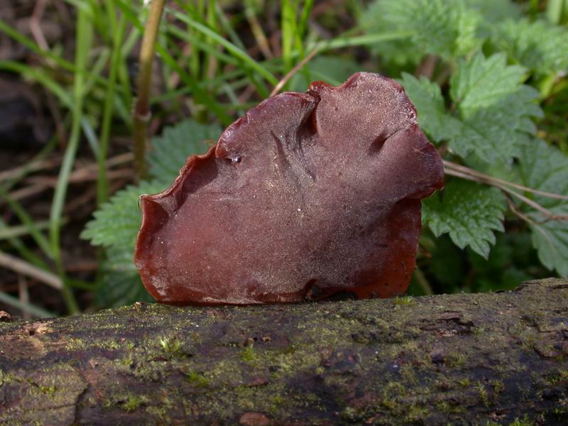 Escursione in cipresseta